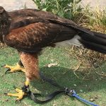 hawk